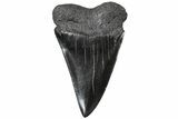 Fossil Broad-Toothed Mako Tooth - South Carolina #310448-1